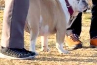 ドッグランにやってきた犬→他人を『飼い主』と間違えてしまい…気づいた瞬間の『表情』が60万再生「横目たまらん」「やってしまったｗｗ」