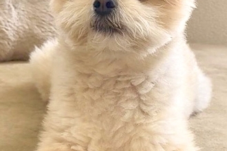 イタズラをした犬→『反省しているかな』と振り返ると…思っていたのと違う『まさかの態度』に2万いいね「偉そうで草」「黙秘権ｗｗ」と爆笑