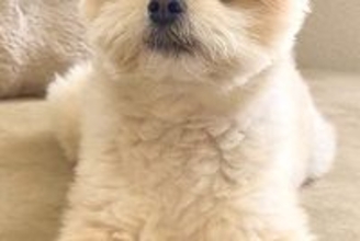 イタズラをした犬→『反省しているかな』と振り返ると…思っていたのと違う『まさかの態度』に2万いいね「偉そうで草」「黙秘権ｗｗ」と爆笑