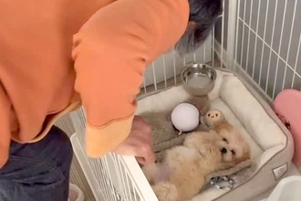 子犬を飼うことに『大反対』していた母親→押し切って飼った結果…予想と違った『まさかの現在』が146万再生「素敵なお母さま」「仕方ないｗ」