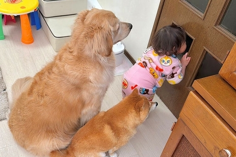 1歳の女の子と犬たちの『ぬいぐるみ』を洗濯した結果…想像以上に『絶望してしまう光景』が17万再生「みんなで待つの可愛すぎ」「大切なんだ」