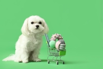 『貧乏な人』が犬を飼うとどうなるの？起こり得るリスクや必ず知っておくべき現実まで