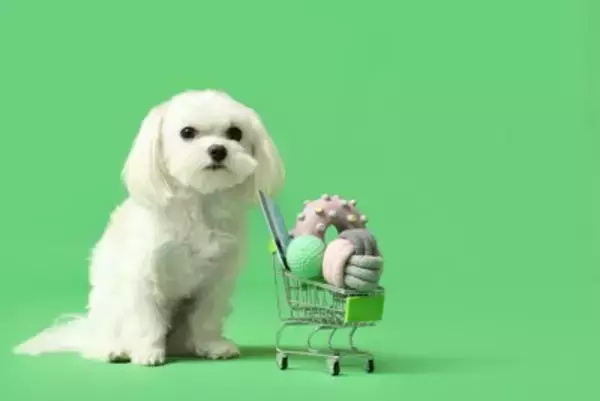 『貧乏な人』が犬を飼うとどうなるの？起こり得るリスクや必ず知っておくべき現実まで