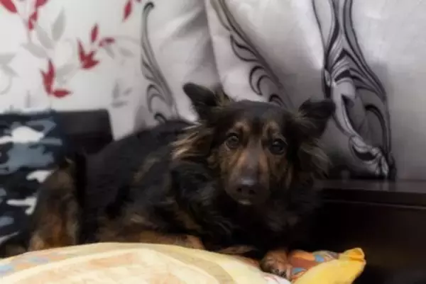 保護犬が抱える『トラウマ』を忘れさせる方法とは？ツライ記憶を消し去るためにできることまで