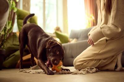 保護犬が抱える『トラウマ』を忘れさせる方法とは？ツライ記憶を消し去るためにできることまで