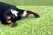坂道にいる犬→『普通に下るのかな』と思いきや…二度見してしまう『まさかの光景』が39万再生「クセになる可愛さ」「中に子ども入ってる？」