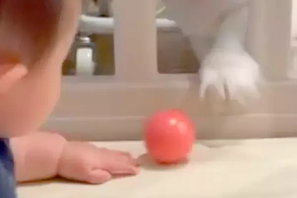 赤ちゃんと犬が『ボール』で遊ぼうとしていたので撮影→なぜかお互い掴めずに…思わずニヤける光景に「可愛いが大渋滞」「ずっと見てられる」の声