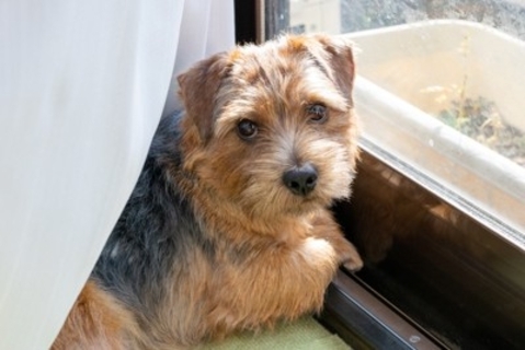 犬が飼い主に『無関心』なときにみせる3つのサイン　興味を持ってもらうにはどうしたらいいの？