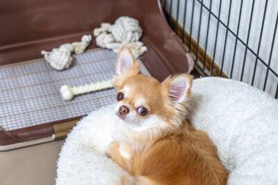 犬が飼い主に『無関心』なときにみせる3つのサイン　興味を持ってもらうにはどうしたらいいの？