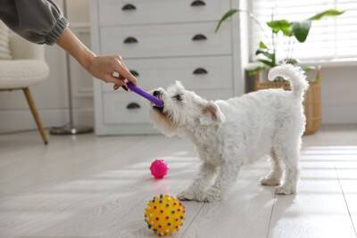 犬が飼い主に『無関心』なときにみせる3つのサイン　興味を持ってもらうにはどうしたらいいの？