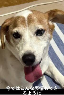 ガリガリにやせ細った『迷子の犬』を保護→しばらく経っても飼い主が現れず…涙が止まらない『まさかの展開』が14万再生「表情が違う」と感動