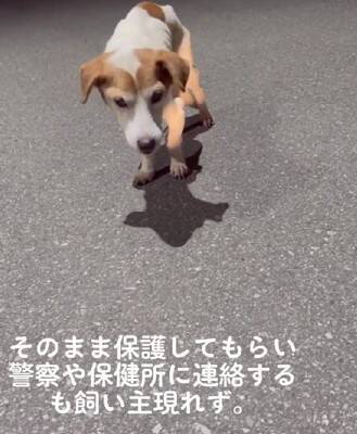 ガリガリにやせ細った『迷子の犬』を保護→しばらく経っても飼い主が現れず…涙が止まらない『まさかの展開』が14万再生「表情が違う」と感動