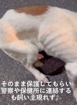 ガリガリにやせ細った『迷子の犬』を保護→しばらく経っても飼い主が現れず…涙が止まらない『まさかの展開』が14万再生「表情が違う」と感動