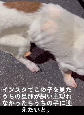 ガリガリにやせ細った『迷子の犬』を保護→しばらく経っても飼い主が現れず…涙が止まらない『まさかの展開』が14万再生「表情が違う」と感動