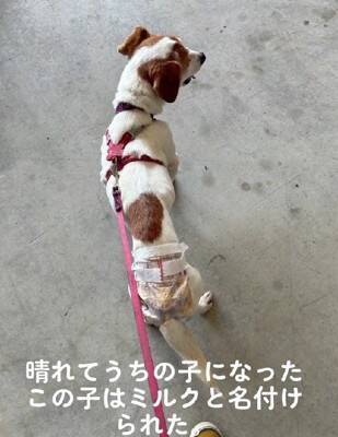 ガリガリにやせ細った『迷子の犬』を保護→しばらく経っても飼い主が現れず…涙が止まらない『まさかの展開』が14万再生「表情が違う」と感動