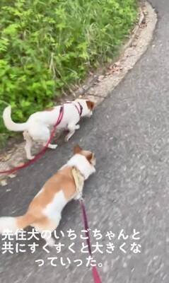 ガリガリにやせ細った『迷子の犬』を保護→しばらく経っても飼い主が現れず…涙が止まらない『まさかの展開』が14万再生「表情が違う」と感動