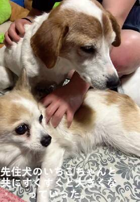 ガリガリにやせ細った『迷子の犬』を保護→しばらく経っても飼い主が現れず…涙が止まらない『まさかの展開』が14万再生「表情が違う」と感動