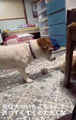 ガリガリにやせ細った『迷子の犬』を保護→しばらく経っても飼い主が現れず…涙が止まらない『まさかの展開』が14万再生「表情が違う」と感動