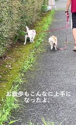 ガリガリにやせ細った『迷子の犬』を保護→しばらく経っても飼い主が現れず…涙が止まらない『まさかの展開』が14万再生「表情が違う」と感動