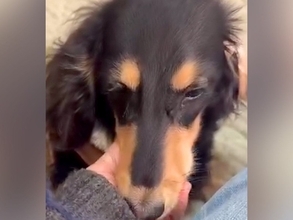 病気になり老犬のように弱ってしまった赤ちゃん犬→『交換しますか？』と言われ…涙あふれる『現在の光景』が92万再生「素敵な家族」「泣けた」