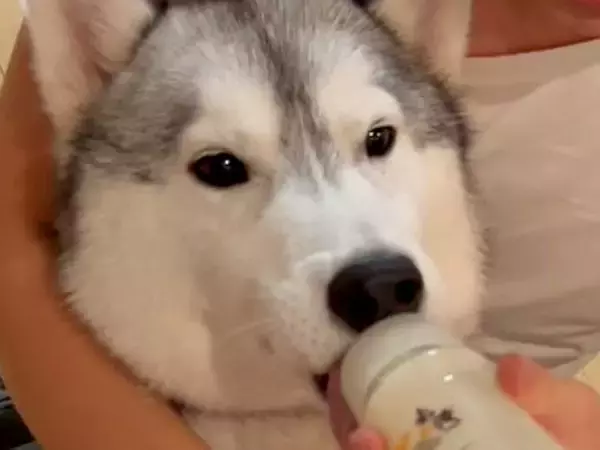 赤ちゃんが家にきて兄になった大型犬→なぜかミルクの時に…『赤ちゃん返りする光景』が可愛すぎると109万再生「ビッグベイビーｗ」「人間？」