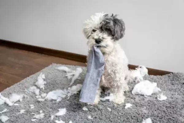 犬が人に『依存しすぎている』サイン3選　依存心が強すぎるデメリットや対処法とは？