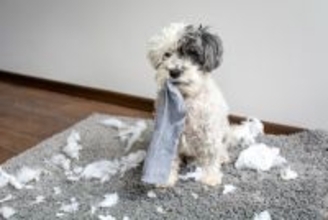 犬が人に『依存しすぎている』サイン3選　依存心が強すぎるデメリットや対処法とは？