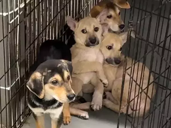 『恐怖に怯えた表情の子犬』を保護→『人間は怖くないんだよ』と教え続けた結果…1ヶ月後の『現在』が12万再生「こんな変わるとは」「幸せに」