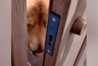 深夜1時半、鍵がかかり家に入れない男性→大型犬に『ママ呼んできて』とお願いした結果…まさかの展開が10万再生「賢い」「寝ぼけてる？」