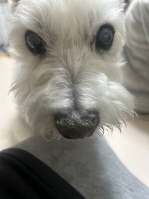 ちーちゃんですけどもっ【第350話】「人も犬も自立神経が大事」