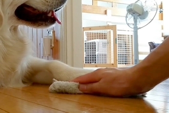 雑巾がけ中、大型犬が邪魔だったので『どいて』とお願いした結果…わざと過ぎる『まさかの対応』に反響「わかってやってるｗ」「犯罪級の可愛さ」