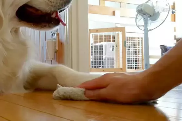 雑巾がけ中、大型犬が邪魔だったので『どいて』とお願いした結果…わざと過ぎる『まさかの対応』に反響「わかってやってるｗ」「犯罪級の可愛さ」