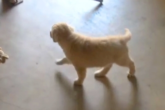 子犬から隠れてみた結果→必死に探し始めて、見つけた瞬間に…あまりにも尊い反応に絶賛の声「マジ天使」「幸せな気持ちになる」