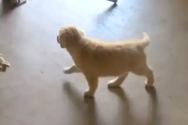 子犬から隠れてみた結果→必死に探し始めて、見つけた瞬間に…あまりにも尊い反応に絶賛の声「マジ天使」「幸せな気持ちになる」