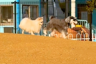 ドッグランで、前の犬の『おしり』を追いかける犬→次の瞬間…思わず笑う『シュールな光景』に反響「必死に追いかけてるｗ」「めっちゃ可愛い」