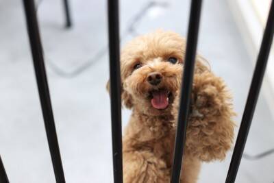 犬にとって『超危険な場所』５選　考えられるリスクや飼い主が必ずすべき対策まで