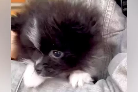 生まれて初めて『外の世界』を見た赤ちゃん犬→抱っこしていたら、怖がってしまい…あまりにも尊い反応が7万再生「内弁慶」「好きになっちゃう」