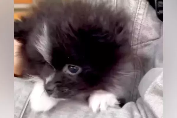 生まれて初めて『外の世界』を見た赤ちゃん犬→抱っこしていたら、怖がってしまい…あまりにも尊い反応が7万再生「内弁慶」「好きになっちゃう」