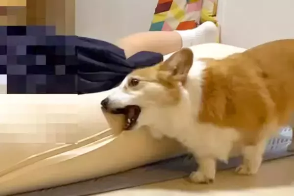 娘が学校から帰宅→気が付いた犬が、興奮しすぎて…『10時間ぶりの再会』で見せた反応が24万再生「なんて微笑ましい」「コケるの可愛すぎｗ」