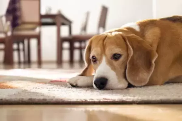 犬が『自信を失う』絶対NG行為5選　愛犬のプライドが崩壊する飼い主の態度や適切な対応まで