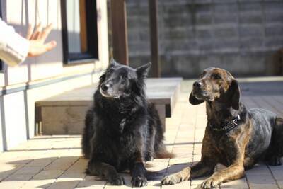 犬が『自信を失う』絶対NG行為5選　愛犬のプライドが崩壊する飼い主の態度や適切な対応まで