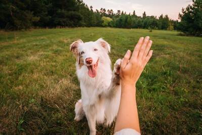 犬が『自信を失う』絶対NG行為5選　愛犬のプライドが崩壊する飼い主の態度や適切な対応まで