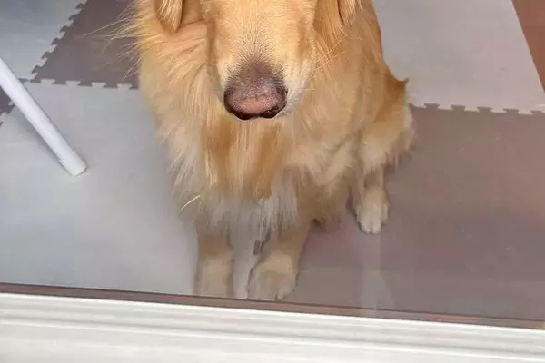 留守番をした大型犬→窓の外から様子を見てみると、表情が…あまりにもわかりやすい『ブチギレ顔』が39万表示「すんごい吊り目ｗ」「初めて見た」