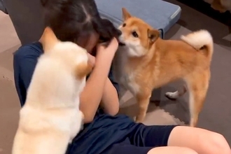 女の子が筋トレを始めた結果→なぜか犬たちが近づいてきて…腹筋どころではない『負荷がスゴイ光景』が129万再生「可愛すぎるｗ」「羨ましい」