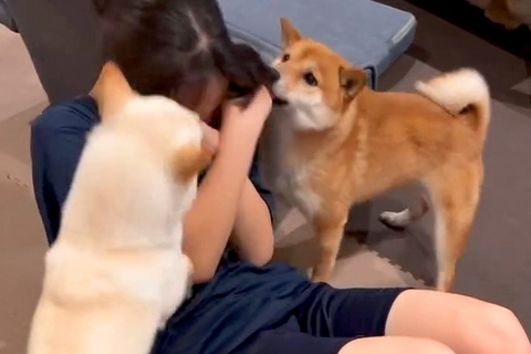 女の子が筋トレを始めた結果→なぜか犬たちが近づいてきて…腹筋どころではない『負荷がスゴイ光景』が129万再生「可愛すぎるｗ」「羨ましい」