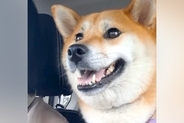 車に乗り、ウキウキ気分でドッグランに行く犬→到着後『たくさん遊ぶかな』と思ったら…想定外な光景に1万いいね「なんでｗ」「やる気はどこへ」