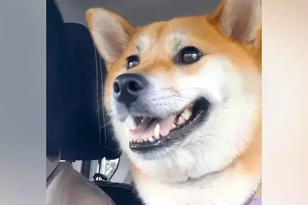 車に乗り、ウキウキ気分でドッグランに行く犬→到着後『たくさん遊ぶかな』と思ったら…想定外な光景に1万いいね「なんでｗ」「やる気はどこへ」