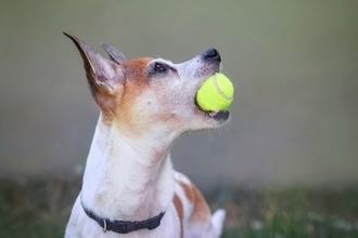 愛犬が『わかってほしい』と思っている5つのこと　飼い主が必ず知っておかなければならないその心理とは