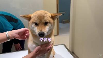 動物病院で『注射を打たれる』と犬が察した結果…まさかの展開で『絶望に落とされる光景』が346万再生「分かりやすｗ」「表情変わり過ぎ」