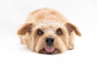 犬が『嫌いな人』にみせるサイン５選　避けられてしまう主な原因や好かれるためのポイントまで